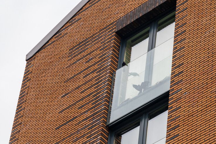 Brandweer redt opnieuw vogel bij studentenflats in Zwolle, jarenlang probleem nog steeds niet opgelost