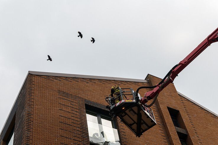 Brandweer redt opnieuw vogel bij studentenflats in Zwolle, jarenlang probleem nog steeds niet opgelost