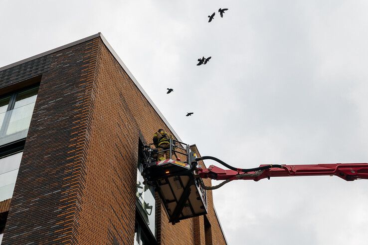 Brandweer redt opnieuw vogel bij studentenflats in Zwolle, jarenlang probleem nog steeds niet opgelost