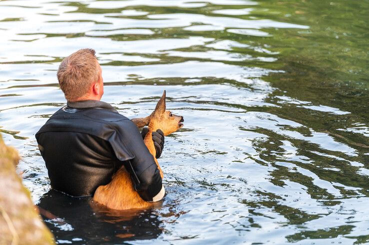 In beeld: Brandweer redt ree uit Willemsvaart in Zwolle