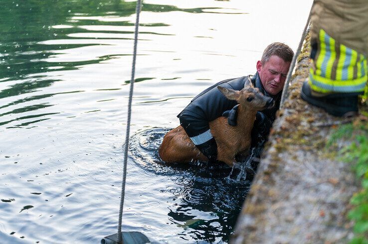 In beeld: Brandweer redt ree uit Willemsvaart in Zwolle