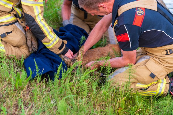 In beeld: Brandweer redt ree uit Willemsvaart in Zwolle