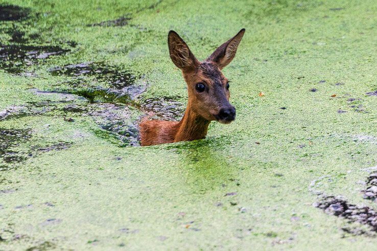 In beeld: Brandweer redt ree uit Willemsvaart in Zwolle