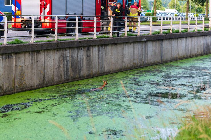 In beeld: Brandweer redt ree uit Willemsvaart in Zwolle