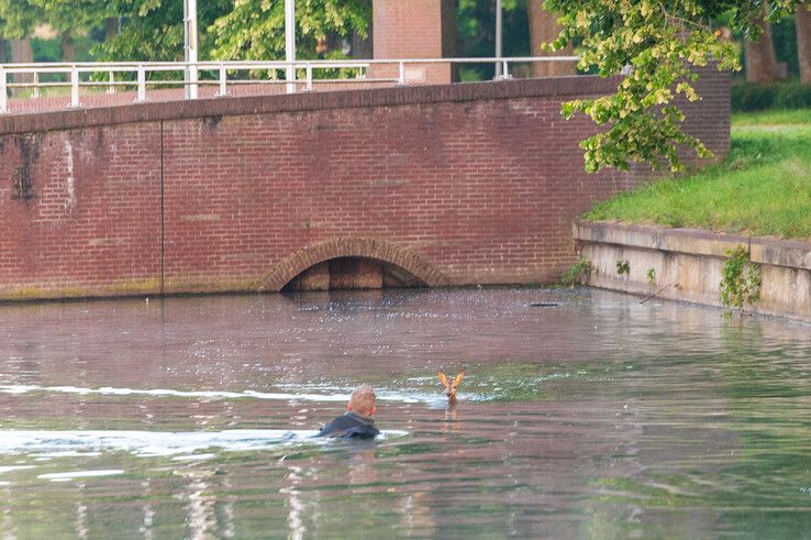 In beeld: Brandweer redt ree uit Willemsvaart in Zwolle