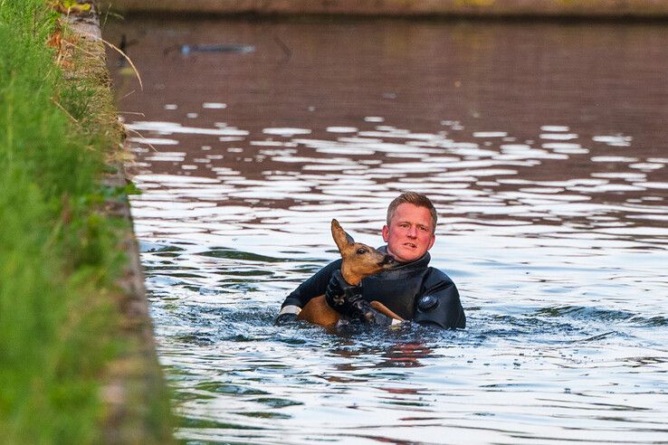 In beeld: Brandweer redt ree uit Willemsvaart in Zwolle