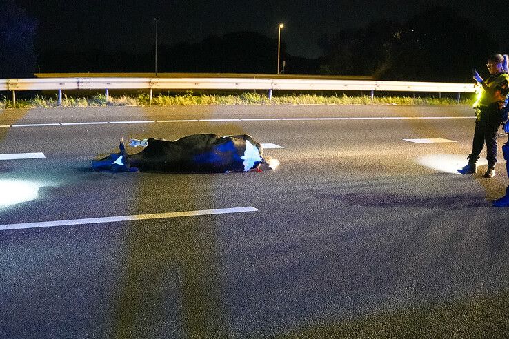 Koe dood na aanrijding op A28 bij Zwolle, automobilist raakt gewond