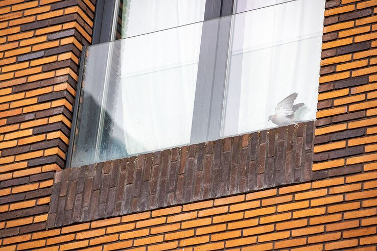 Na jaren vogelleed en loze beloften bij studentenflats in Zwolle: ‘Deltawonen en SSH moeten nu echt in actie komen’