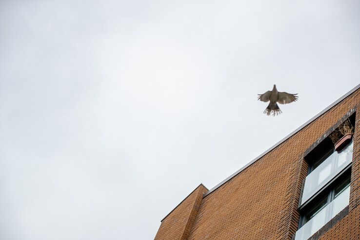 Na jaren vogelleed en loze beloften bij studentenflats in Zwolle: ‘Deltawonen en SSH moeten nu echt in actie komen’