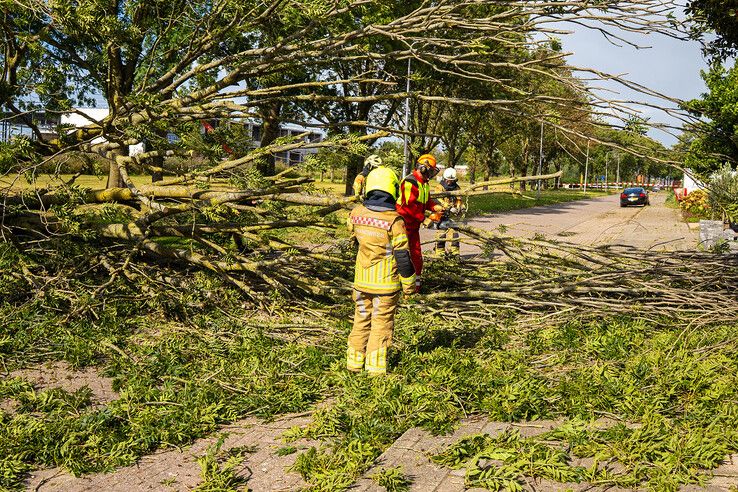 Boom waait om in Kampen, harde windstoten verwacht in IJsseldelta