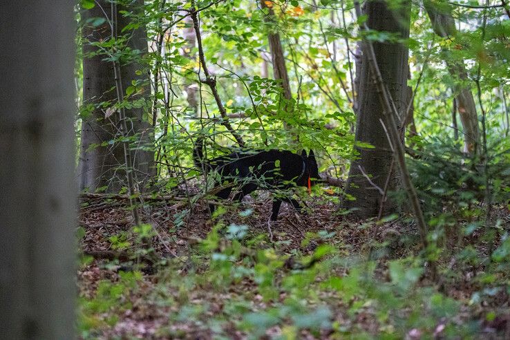 Politie zoekt opnieuw in bos tussen Kampen en Dronten naar vermiste Marc Jaskulski