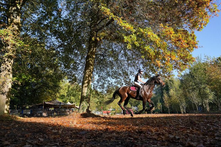 In beeld: Hattem geniet van paardensport en natuur tijdens Molecaten Ruiterdag