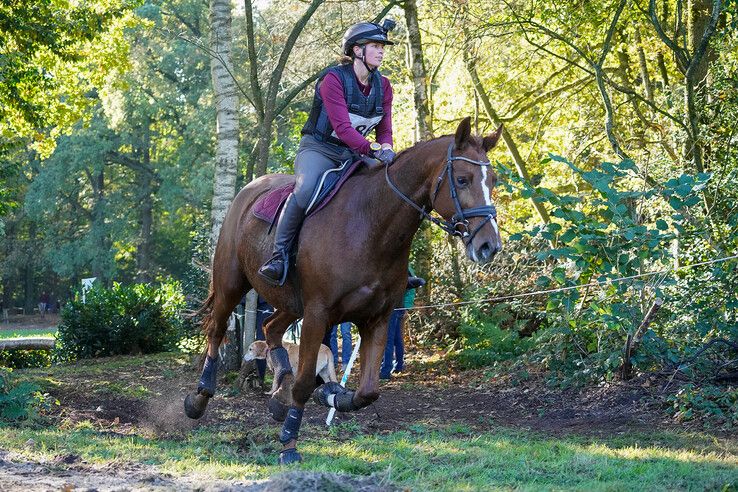In beeld: Hattem geniet van paardensport en natuur tijdens Molecaten Ruiterdag