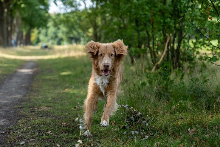 Hattem wijst officiële losloopgebieden voor honden aan