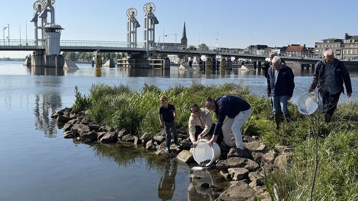 Jonge palingen uitgezet in Kampen en Zwartewaterland