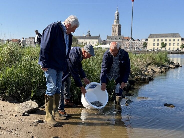Jonge palingen uitgezet in Kampen en Zwartewaterland