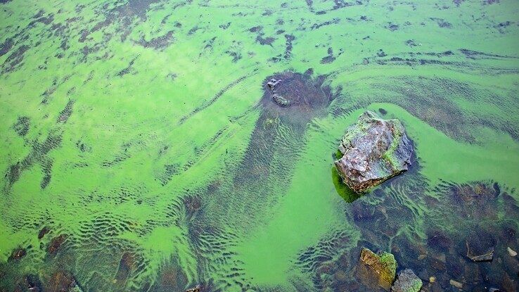 Waterschap waarschuwt voor toename blauwalg: vermijd contact met verdacht water