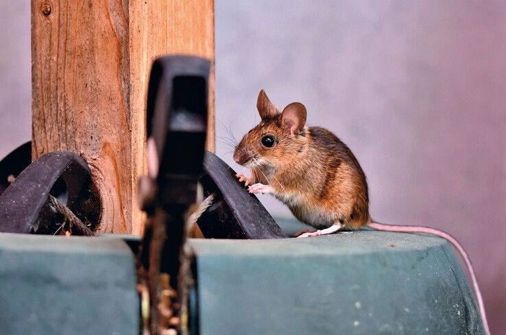 Muizen lopen door flat: rechter laat vervuild appartement schoonmaken