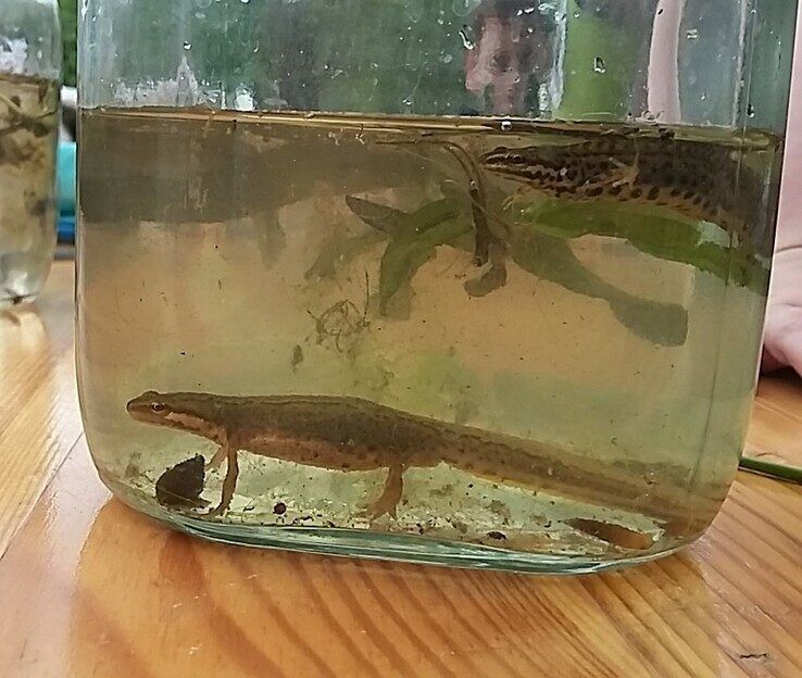 Kinderen gaan op ontdekkingstocht naar waterbeestjes in Nooterhof Zwolle